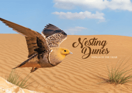 Nesting Dunes Cover