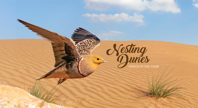 Nesting Dunes Cover